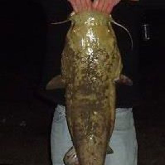 Meet your Posher, Matt - Picture 1 of 1